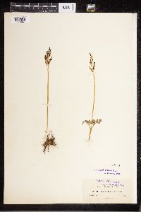 Sceptridium jenmanii image