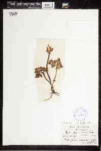 Media resource of Botrychium matricariifolium