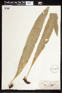 Media resource of Campyloneurum angustifolium