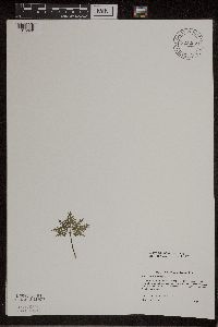 Sceptridium dissectum image