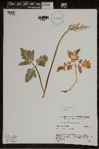 Sceptridium dissectum x oneidense image