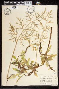 Ceratopteris pteridoides image