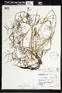 Ceratopteris pteridoides image