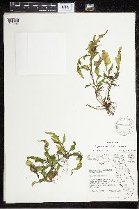 Ceratopteris pteridoides image