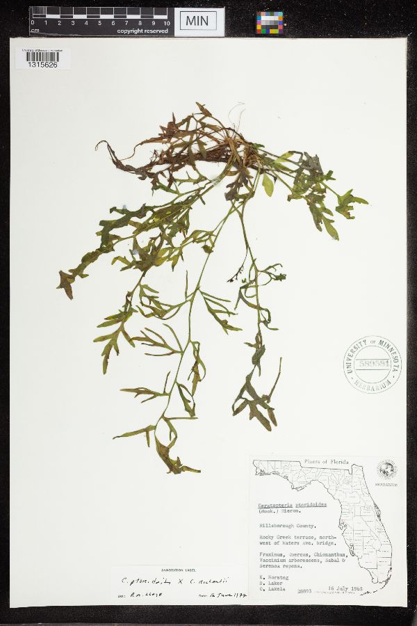 Ceratopteris pteridoides image
