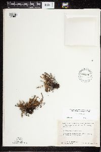 Cheilanthes feei image