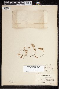 Cheilanthes feei image