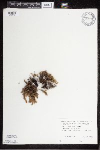 Cheilanthes feei image