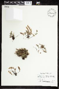 Cheilanthes feei image