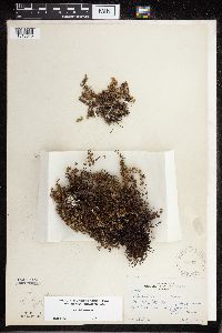 Cheilanthes feei image