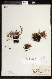 Cheilanthes feei image