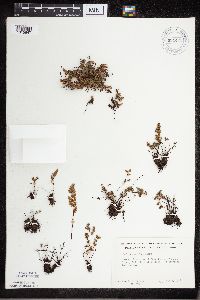 Cheilanthes feei image