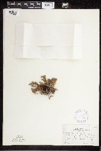 Cheilanthes feei image