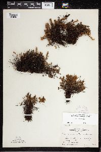 Cheilanthes feei image