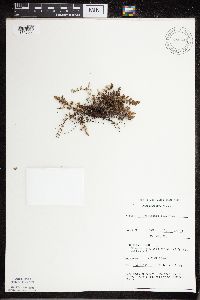 Cheilanthes feei image