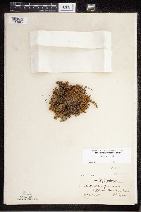 Cheilanthes feei image