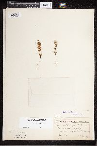 Cheilanthes feei image