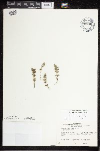 Cheilanthes feei image