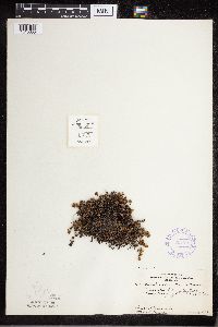 Cheilanthes feei image