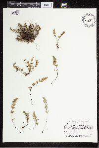 Cheilanthes feei image