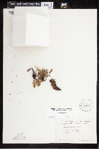 Cheilanthes feei image