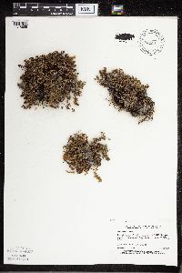 Cheilanthes feei image