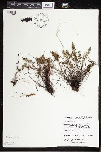 Cheilanthes feei image