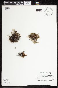 Cheilanthes feei image