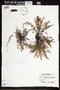 Cheilanthes feei image