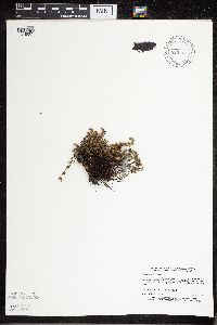 Cheilanthes feei image