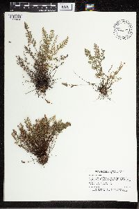 Cheilanthes feei image
