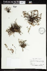 Cheilanthes feei image