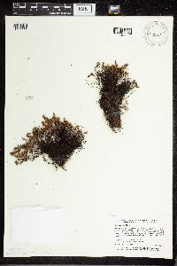 Cheilanthes feei image