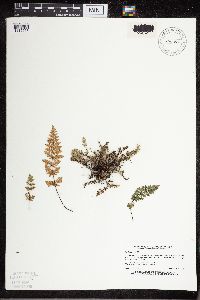 Cheilanthes feei image