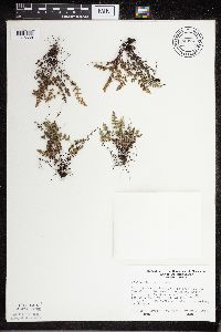 Cheilanthes feei image