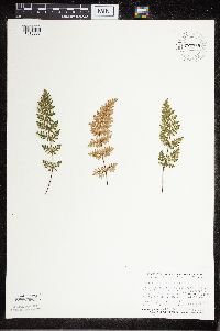 Cheilanthes feei image