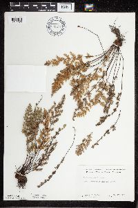 Cheilanthes feei image