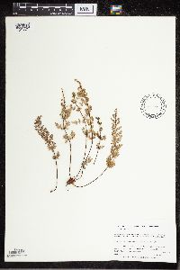 Cheilanthes feei image