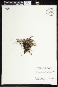 Cheilanthes feei image