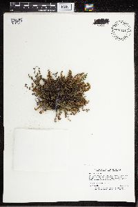 Cheilanthes feei image