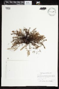 Cheilanthes feei image