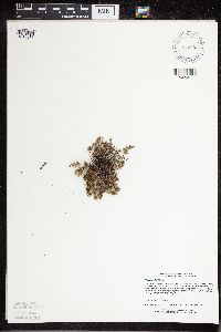 Cheilanthes feei image