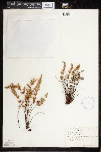 Cheilanthes feei image
