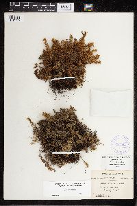 Cheilanthes feei image