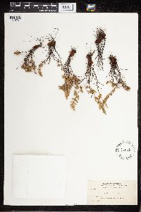 Cheilanthes feei image