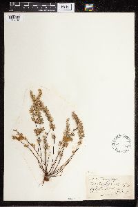 Cheilanthes feei image