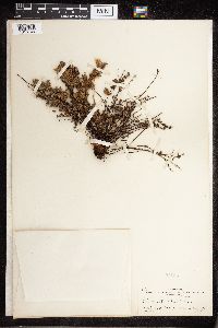 Cheilanthes feei image