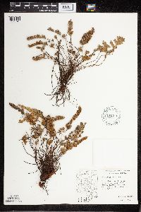 Cheilanthes feei image