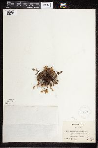 Cheilanthes feei image