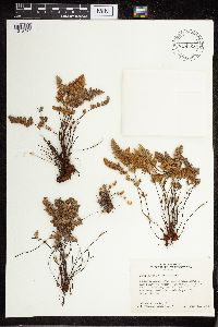 Cheilanthes feei image